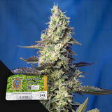 Green Poison XL Auto