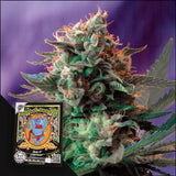 Jack 47 F1