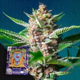 Purple Punch OG