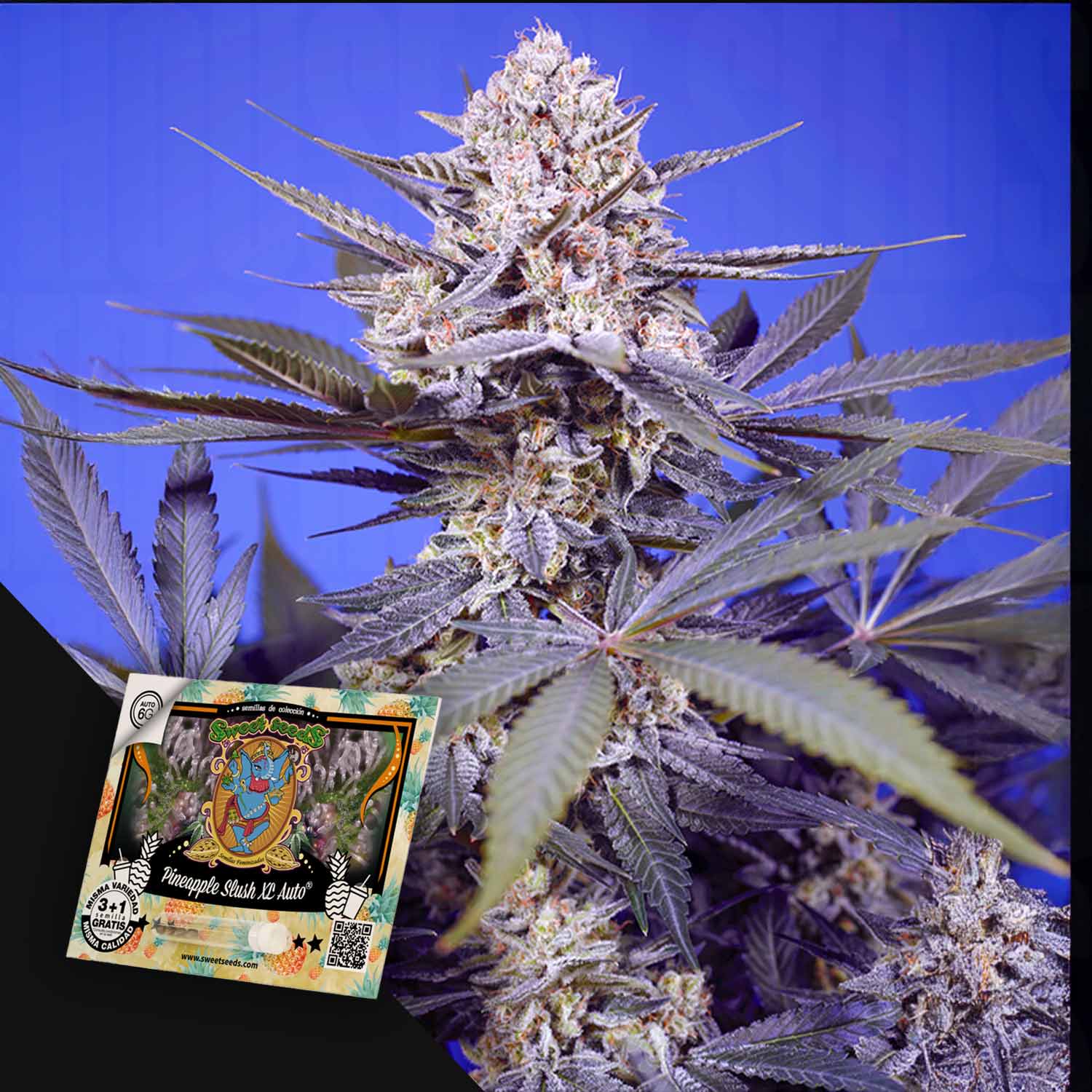 Nahaufnahme einer blühenden Pineapple Slush XL Auto von Sweet Seeds, mit einem bunten Samenpaket in der Ecke.