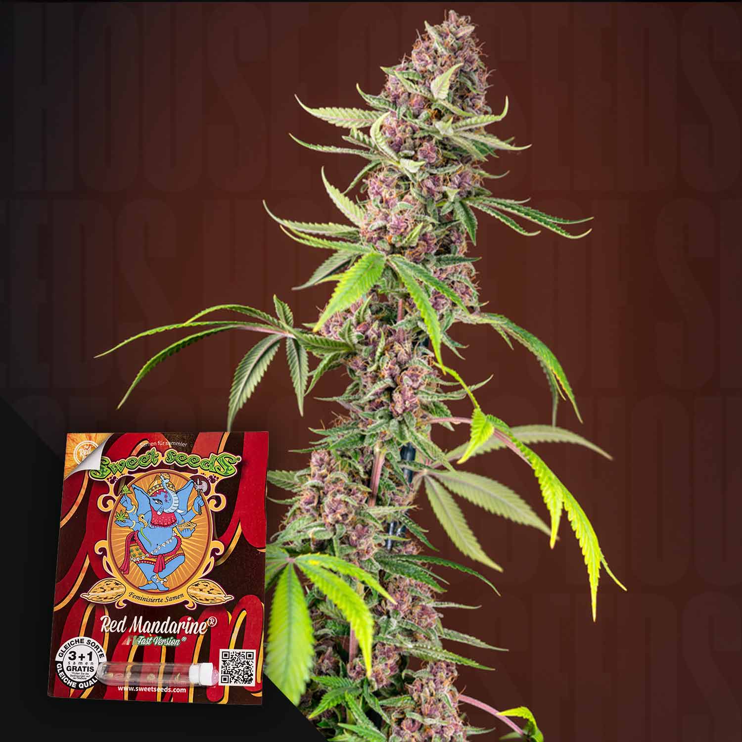 Hohe Cannabis-Pflanze mit violetten Knospen; Red Mandarine F1-Samenpaket von Sweet Seeds in der unteren linken Ecke.