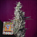 Sweet Cherry Pie