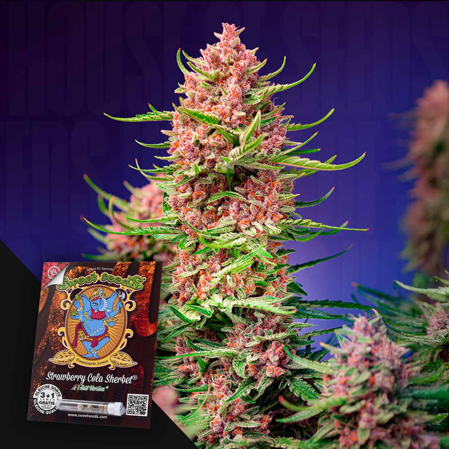 Eine lebendige Cannabis-Pflanze mit rosa-grünen Knospen; vorne ein Sweet Seeds Strawberry Cola Sherbet F1-Samenpaket.