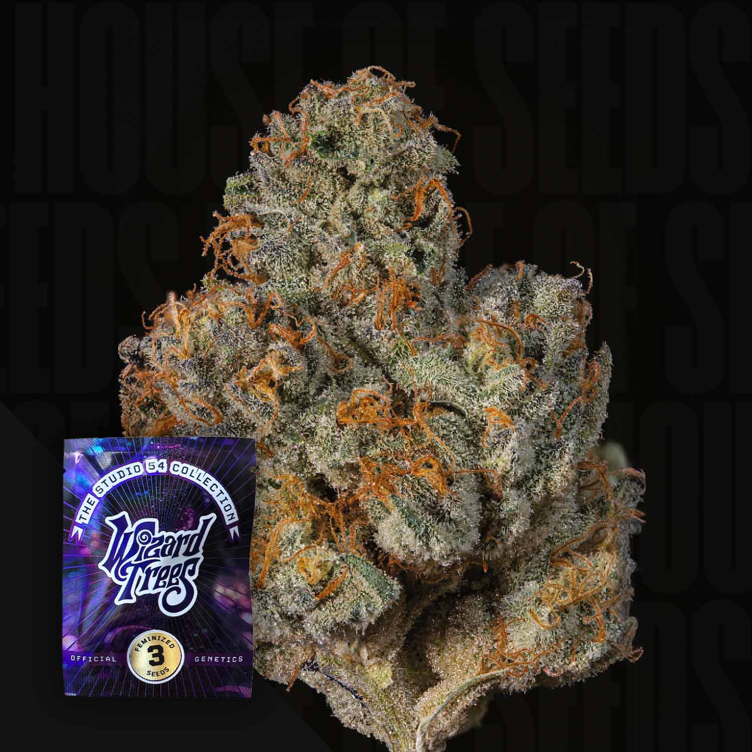 Big Ben Cannabis Knospe von Wizard Trees mit orangefarbenen Haaren, frostigen Trichomen und Verpackung unten links