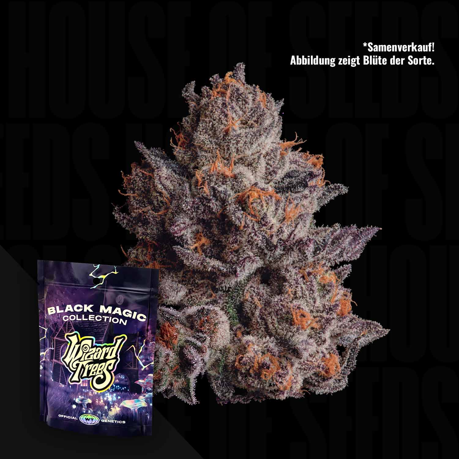 Nahaufnahme einer frostigen, lila Cauldron-Cannabis-Knospe mit einem Wizard Trees-Samenpaket in der Ecke.