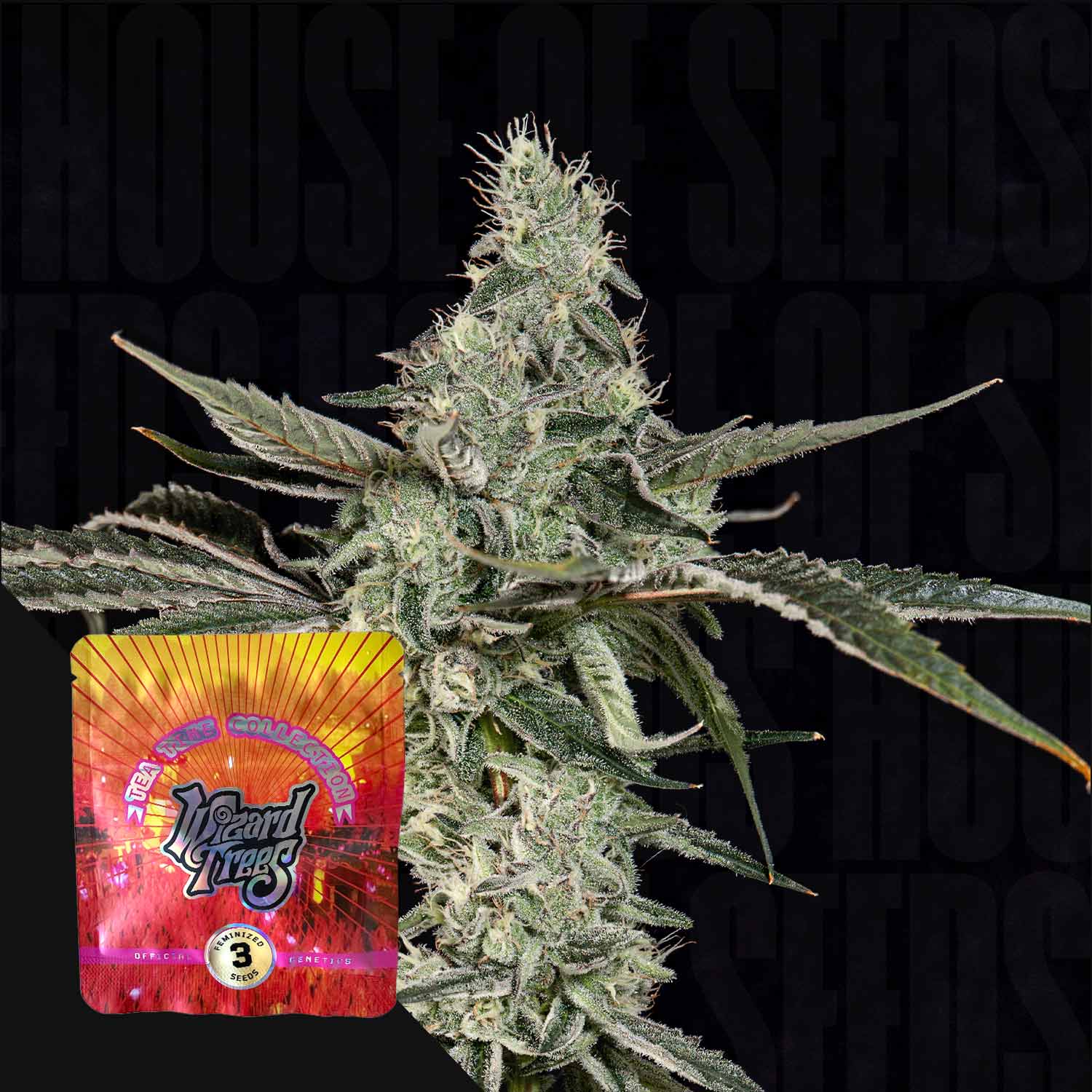 Frostige Cannabispflanze mit spitzen Blättern, bunte London Fog Samenpackung mit Wizard Trees Aufschrift im Vordergrund vor dunklem Hintergrund