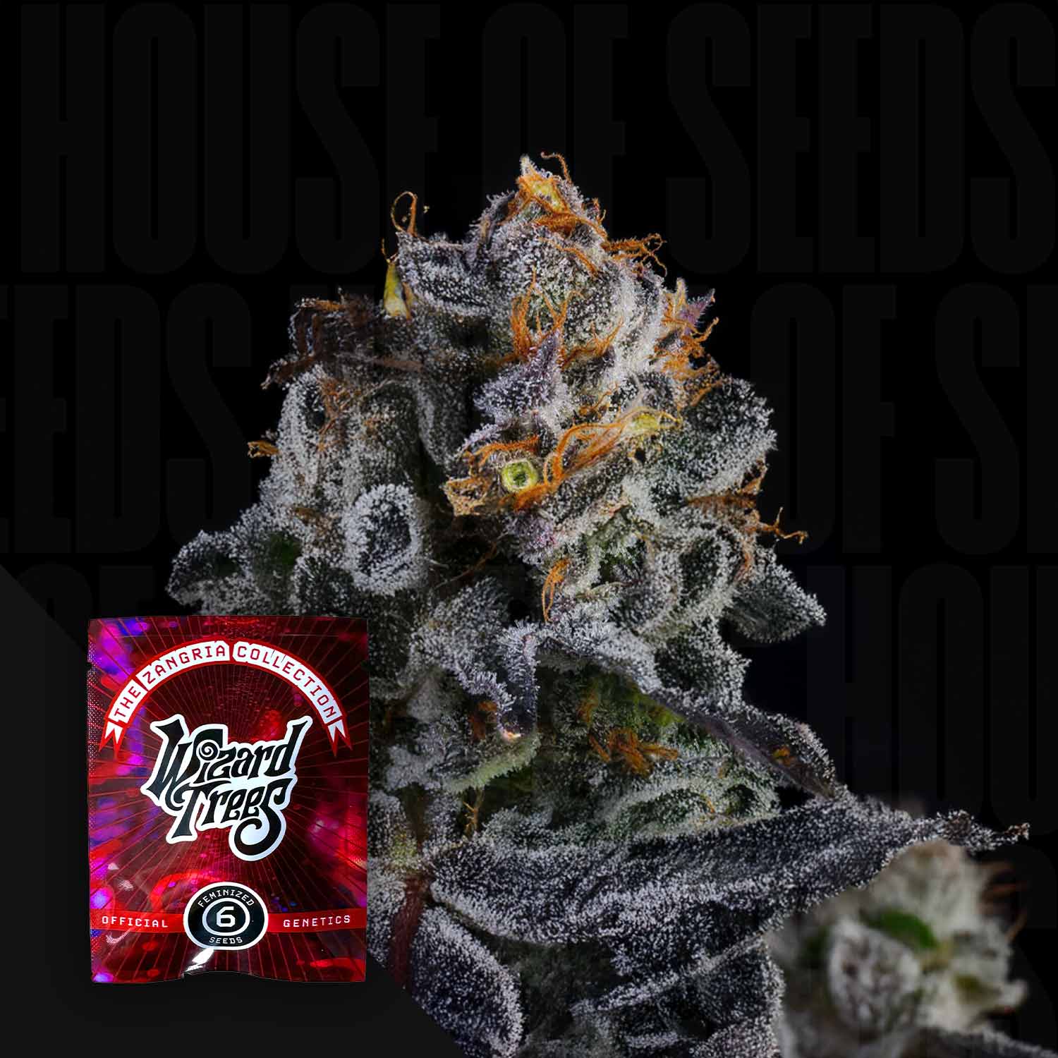 Papaya Drip Zangria Cannabis Knospe mit weißen Trichomen und orangenen Stempeln, unten links rot-schwarzes Wizard Trees Samenpaket