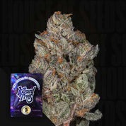 Nahaufnahme einer frostigen Cannabisknospe mit orangen Haaren, unten links lila Wizard Trees Studio Cherry Paket aus der Studio 54 Collection