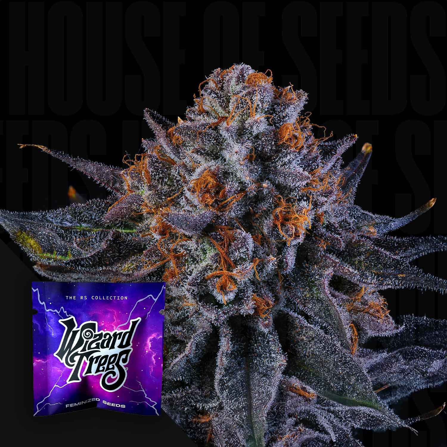 Nahaufnahme einer frostigen Cannabisknospe mit orangen Haaren, unten links lila Wizard Trees Tea Time Samenpaket