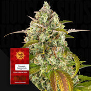 Nahaufnahme einer dichten frostigen Cannabisknospe mit grünen Blättern und orangen Haaren, Ecke zeigt rotes Barney’s Farm Pineapple Express Auto Päckchen