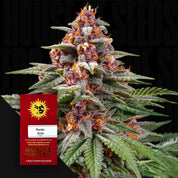 Nahaufnahme einer bunten Cannabispflanze mit lila, orangen und grünen Tönen voller Kristalle, daneben rotes Barney’s Farm Runtz Auto Samenpaket