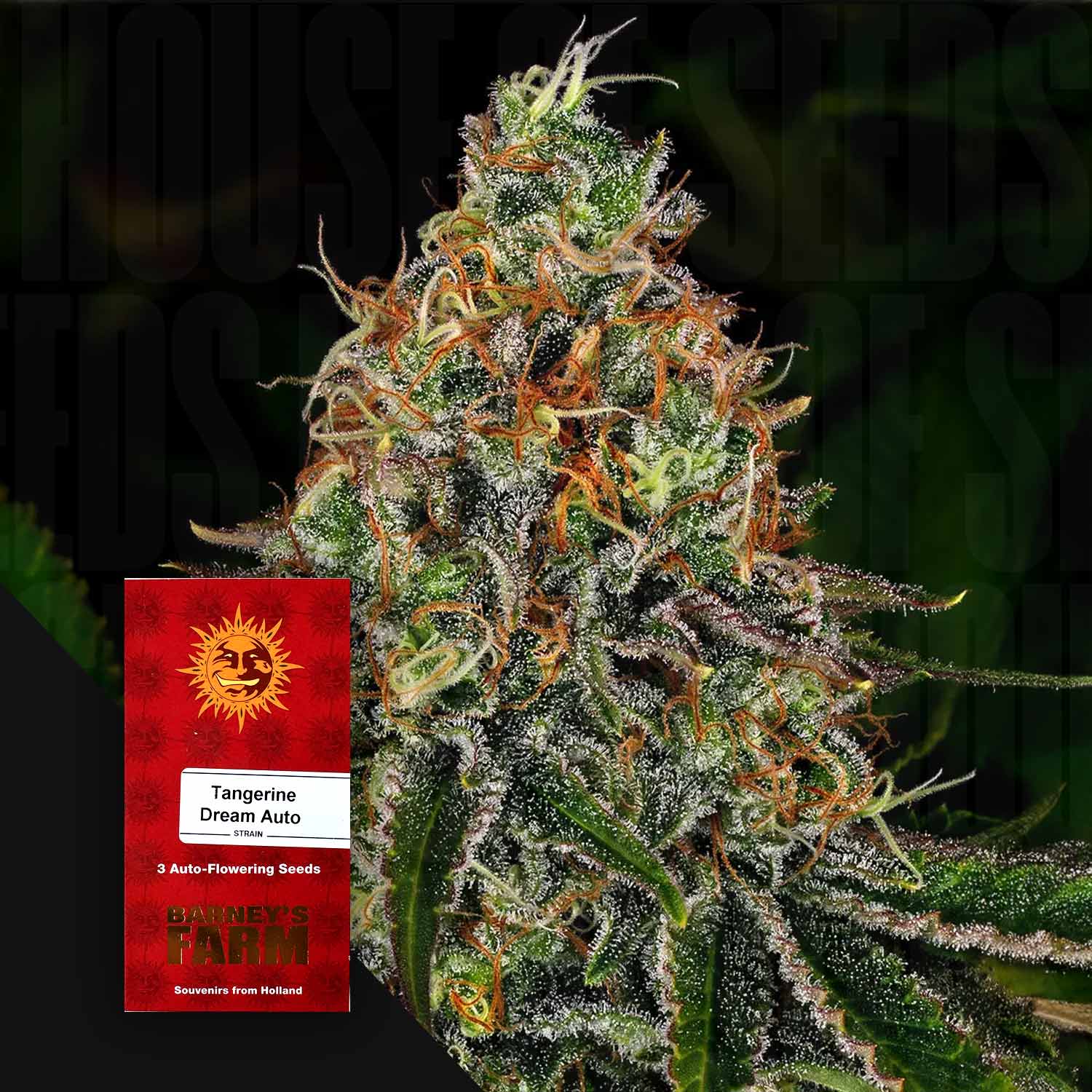 Nahaufnahme einer frostigen Cannabis-Knospe mit orangefarbenen Haaren und einem Barney's Farm Tangerine Dream Auto-Samenpäckchen.