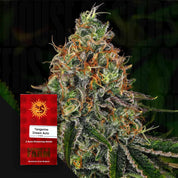 Nahaufnahme einer frostigen Cannabis-Knospe mit orangefarbenen Haaren und einem Barney's Farm Tangerine Dream Auto-Samenpäckchen.