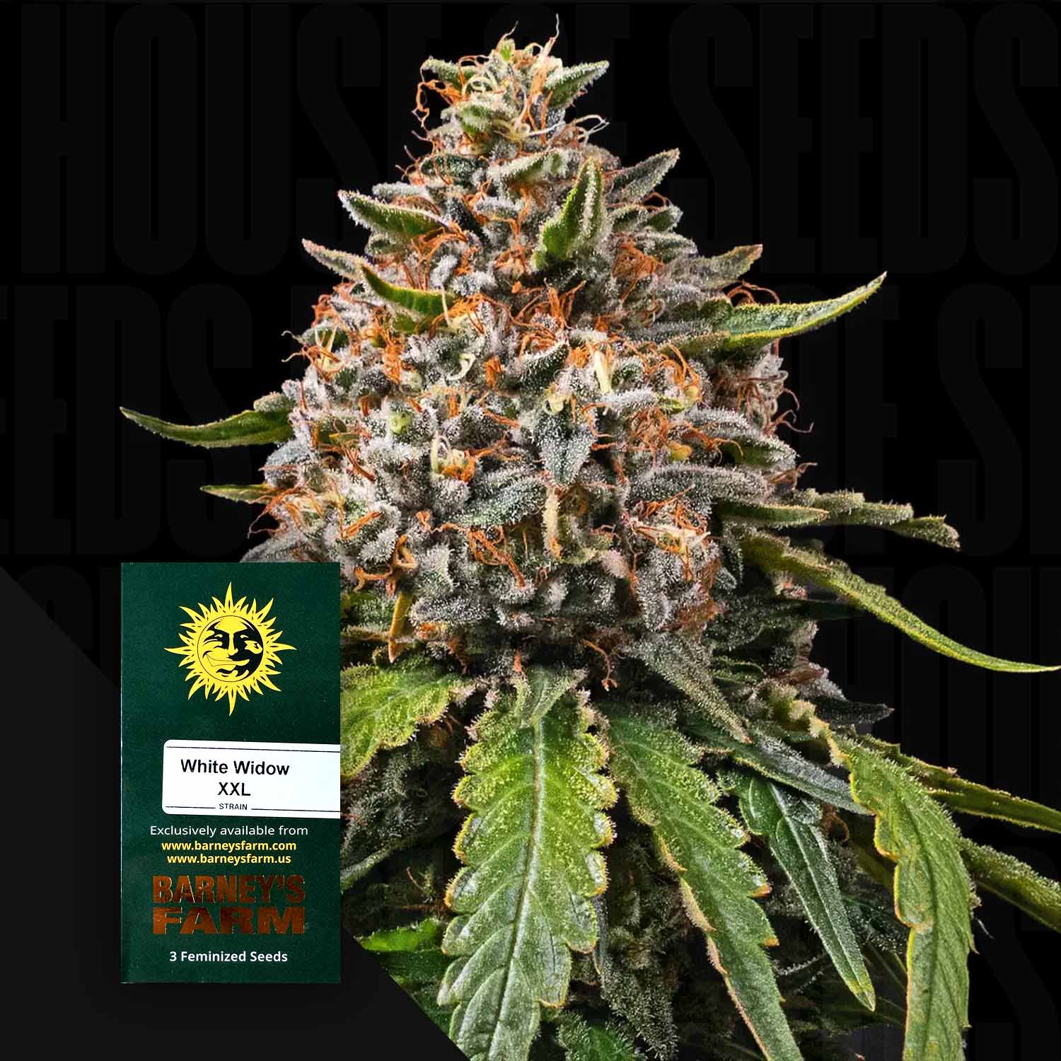 Eine Nahaufnahme einer White Widow XXL Auto Pflanze mit frostigen Knospen und einem Barney's Farm Samenpaket.