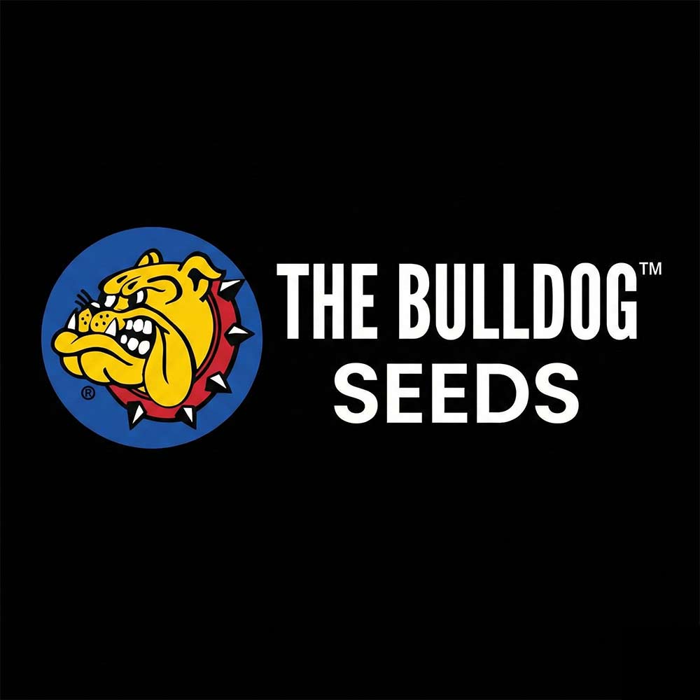bulldog-seeds-kachel.jpg