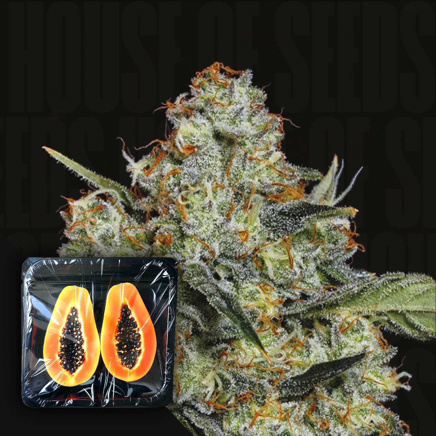 Nahaufnahme einer Dulcedegas-Cannabis-Knospe von Nine Weeks Harvest mit einer halbierten verpackten Papaya im Vordergrund.