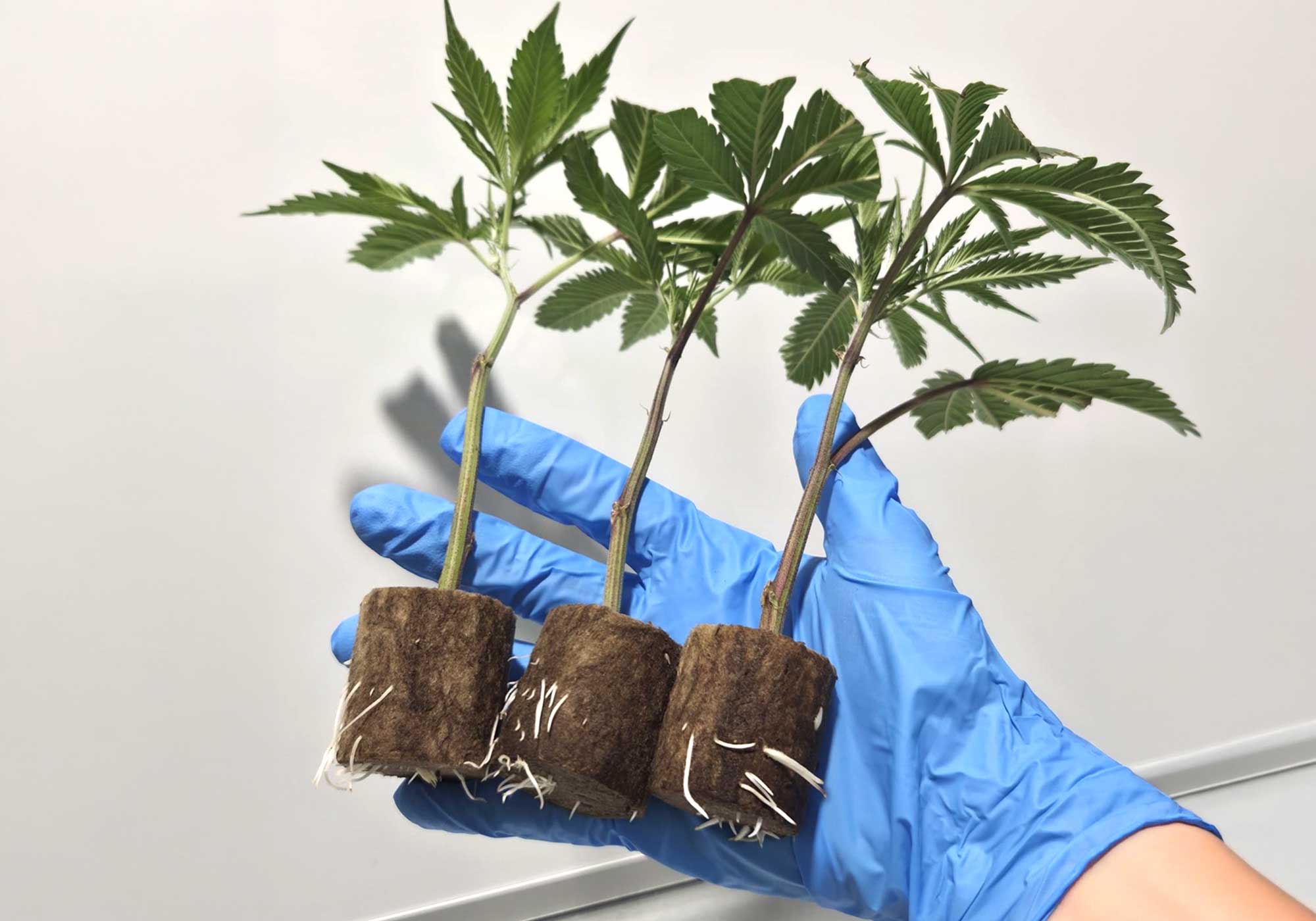 Listo para cultivar