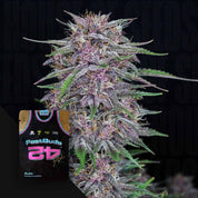 Nahaufnahme der Banana Purple Punch Auto von 420 Fast Buds mit violetten und grünen Blättern voller Trichome, daneben Samenverpackung im Basketballtrikot-Design