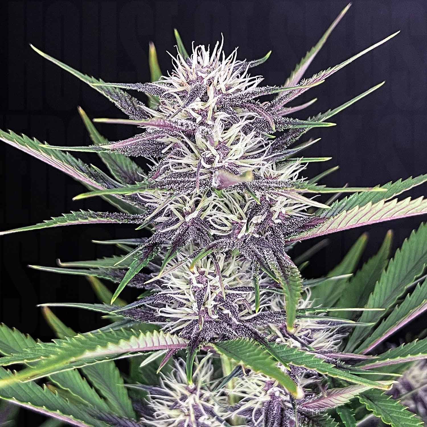 Nahaufnahme einer 420 Fast Buds Banana Purple Punch Auto Pflanze mit stacheligen grünen Blättern und dichten lilafarbenen Knospen mit weißen Stempeln