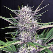 Nahaufnahme einer 420 Fast Buds Banana Purple Punch Auto Pflanze mit stacheligen grünen Blättern und dichten lilafarbenen Knospen mit weißen Stempeln