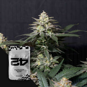 Nahaufnahme einer blühenden Cannabispflanze mit dichten Knospen und grünen Blättern, Ecke zeigt silbernes 420 Fast Buds Purple Lemonade FF Paket