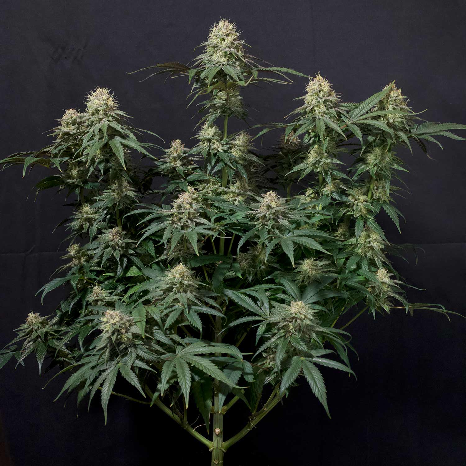 Reife Tropicana Cookies Auto Pflanze von 420 Fast Buds mit dichten trichombedeckten Knospen, langen spitzen Blättern und breiten Zweigen